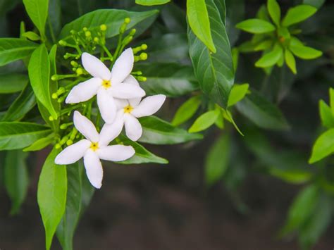 This Jasmine